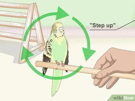 Приучите попугая к шагу вперед Шаг 15