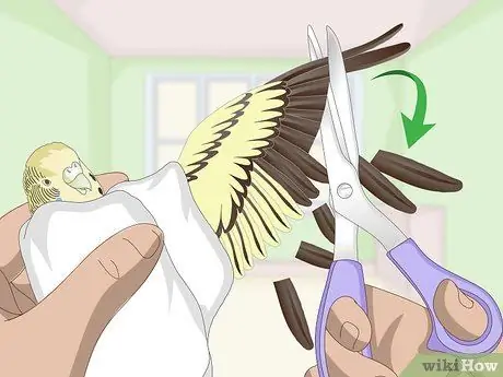 Приучите попугая к шагу вперед, шаг 2