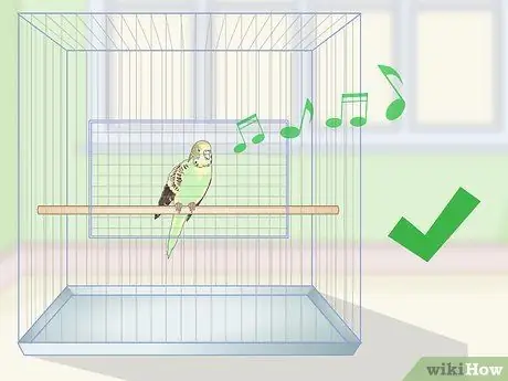 Приучите попугая к шагу вперед, шаг 3