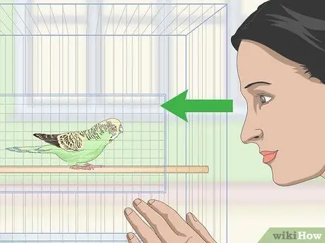 Приучите попугая к шагу вперед Шаг 4