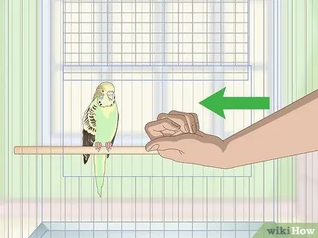 Приучите попугая к шагу вперед, шаг 5