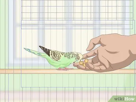 Приучите попугая к шагу вперед Шаг 6