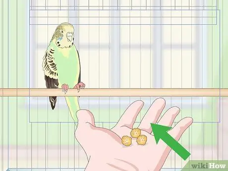 Приучите попугая к шагу вперед, шаг 7