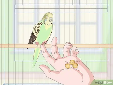Приучите попугая к шагу вперед Шаг 8