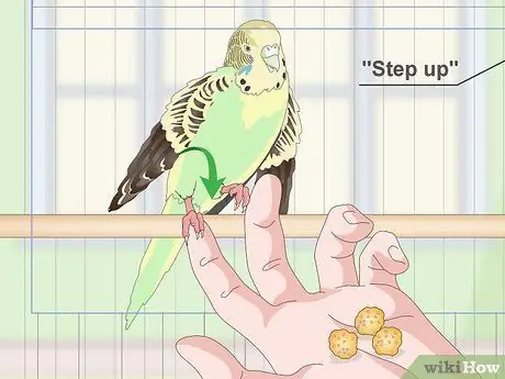 Приучите попугая к шагу вперед Шаг 9