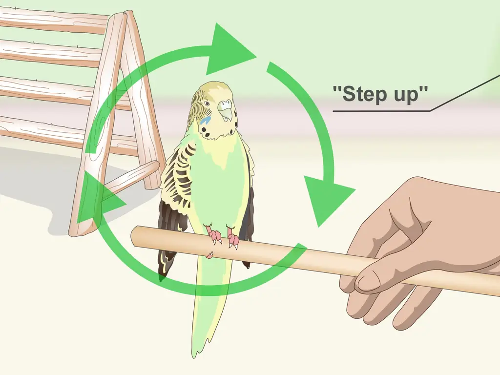 3 способа приучить попугая к успеху