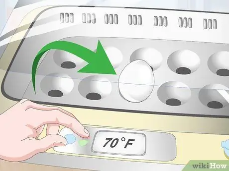 Как определить живые или мертвые утиные яйца Шаг 15