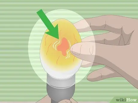 Как определить живые или мертвые утиные яйца Шаг 5