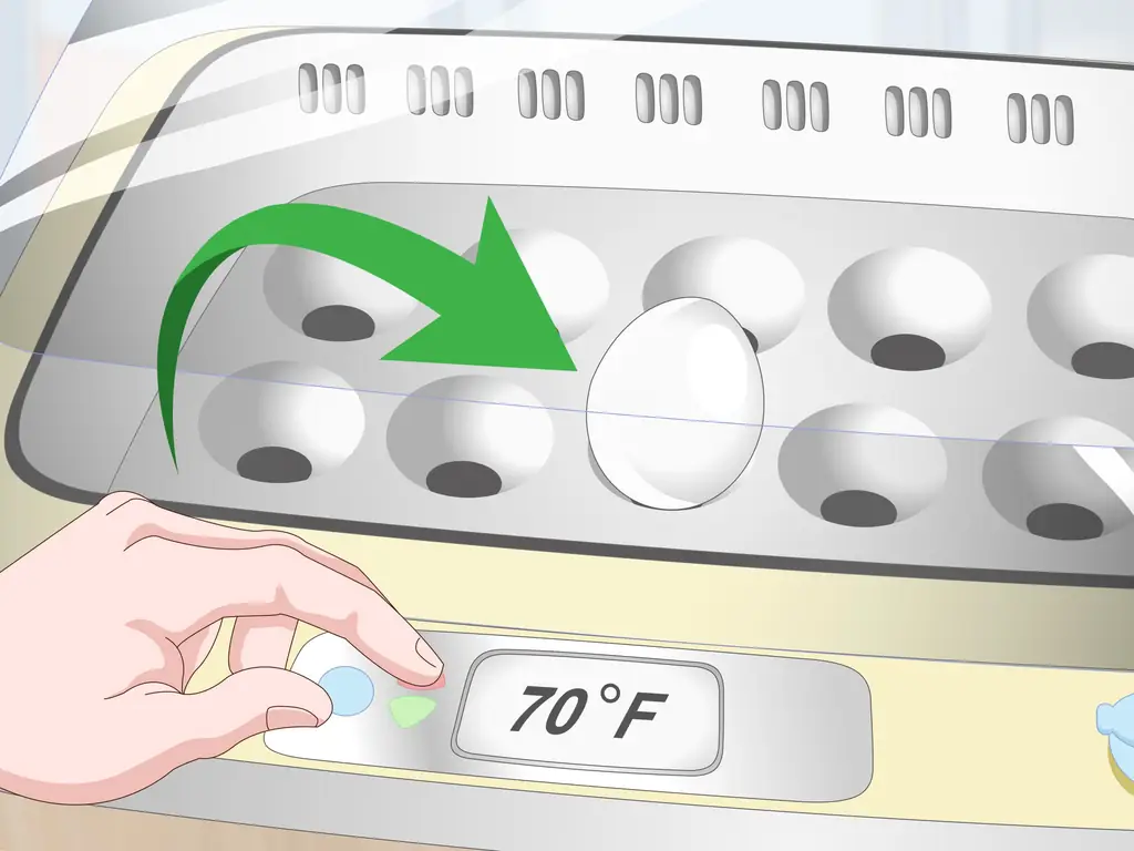 3 способа узнать живые или мертвые утиные яйца