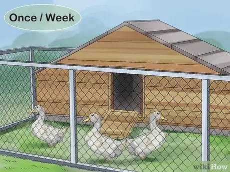 Приручить уток шаг 1