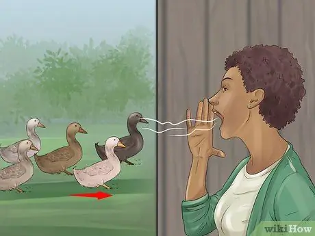 Приручить уток шаг 12