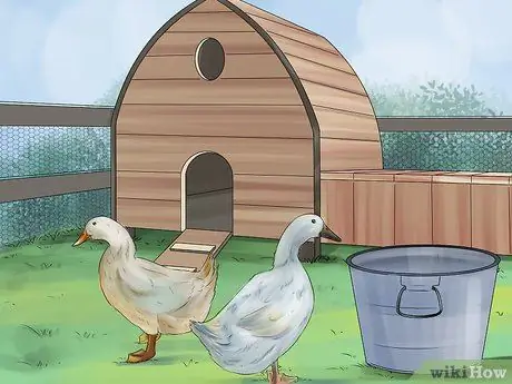 Приручить уток шаг 2