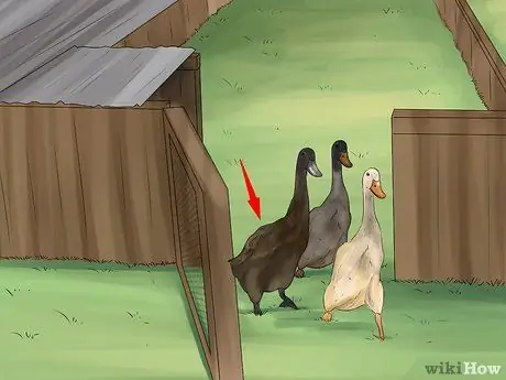 Приручить уток шаг 3