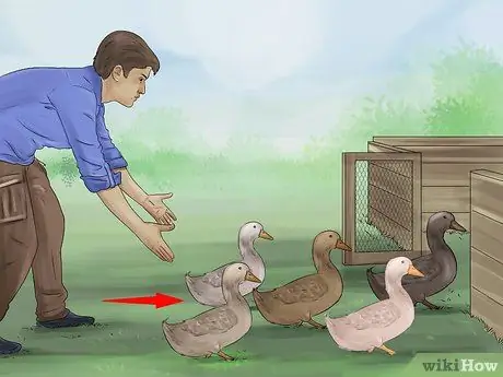 Приручить уток шаг 4