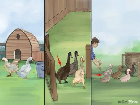 Дрессировка уток, шаг 5