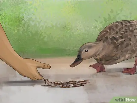 Приручить уток шаг 6