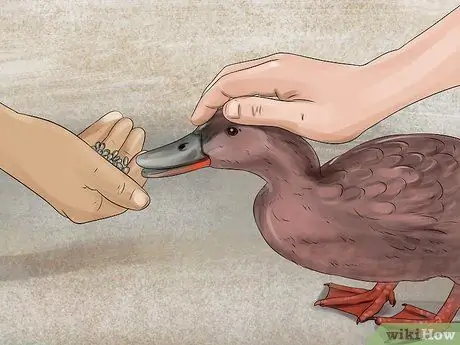 Приручить уток шаг 7