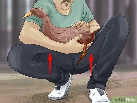 Приручить уток шаг 8