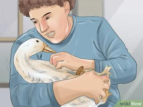 Приручить уток шаг 9