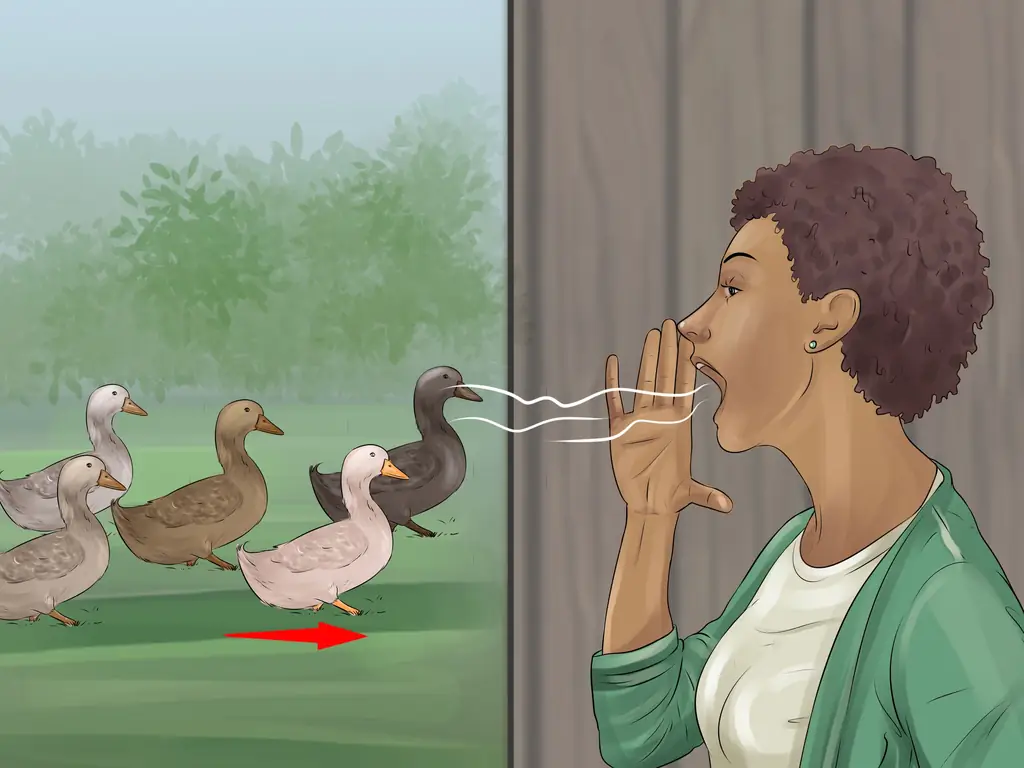 3 способа дрессировки уток