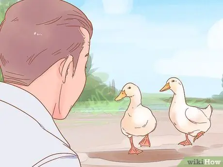 Позаботьтесь об утятах Шаг 16