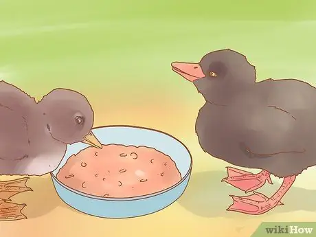 Позаботьтесь об утятах Шаг 8