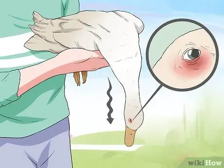 Вылечить ботулизм у утки Шаг 1