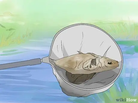 Вылечить ботулизм у утки Шаг 10