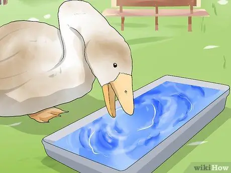 Лечить ботулизм у утки Шаг 3