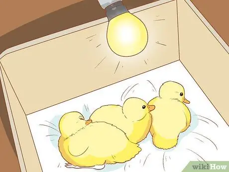 Уход за утками в зимнее время Шаг 3