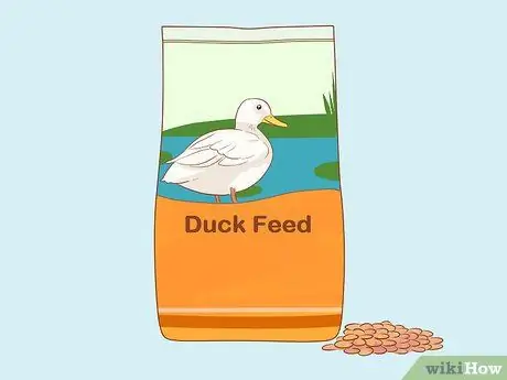 Уход за утками в зимнее время Шаг 5