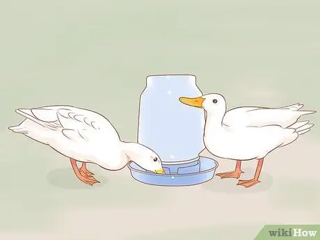 Уход за утками в зимнее время Шаг 8