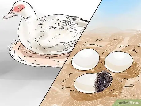 Уход за домашней уткой Шаг 14