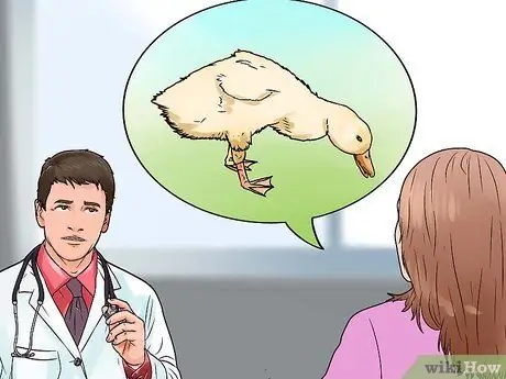 Уход за домашней уткой Шаг 17