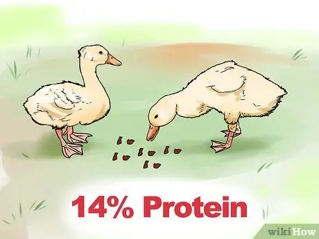 Уход за домашней уткой Шаг 2