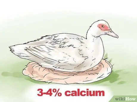 Уход за домашней уткой Шаг 3