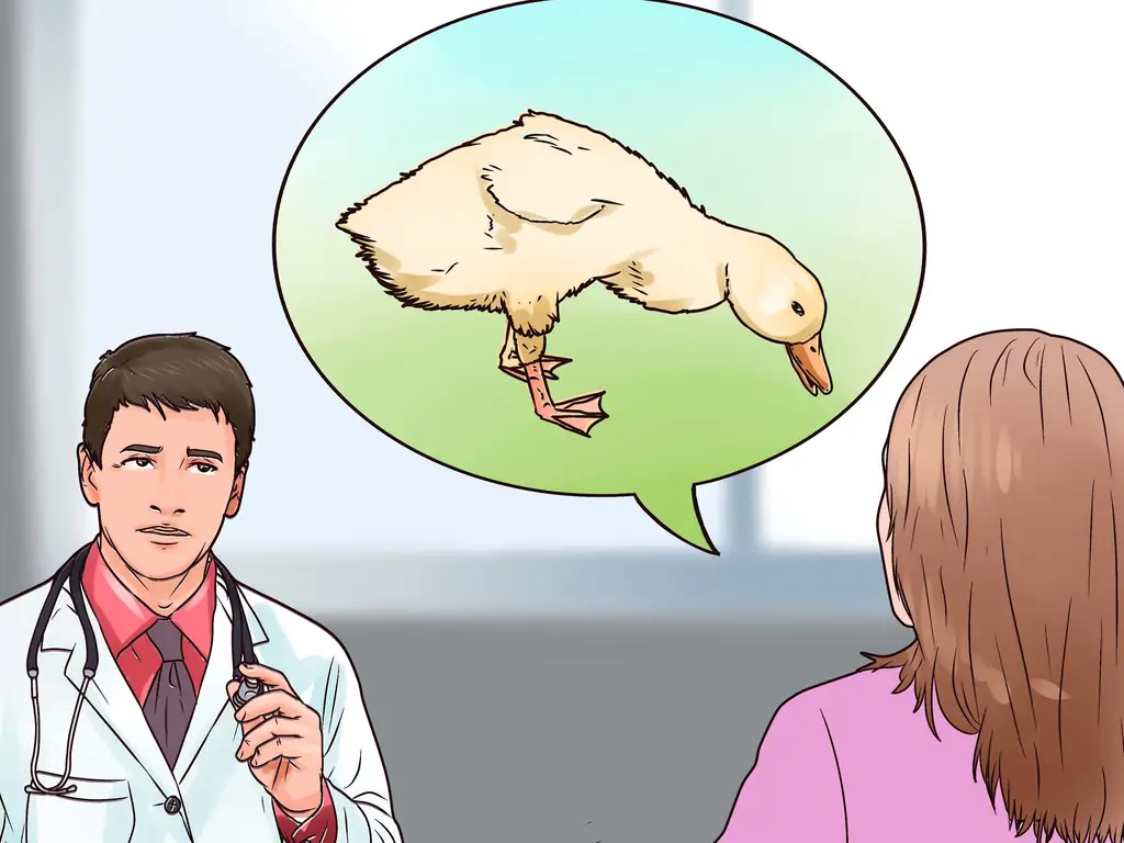 Как ухаживать за уткой (с иллюстрациями)