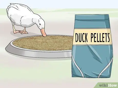 Raise Call Ducks Шаг 11