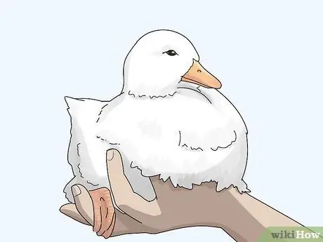 Raise Call Ducks Шаг 14