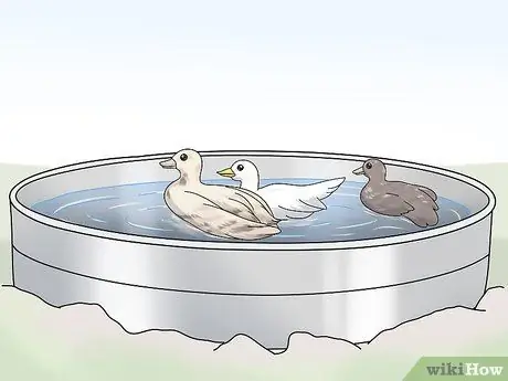 Поднять Call Ducks Шаг 7