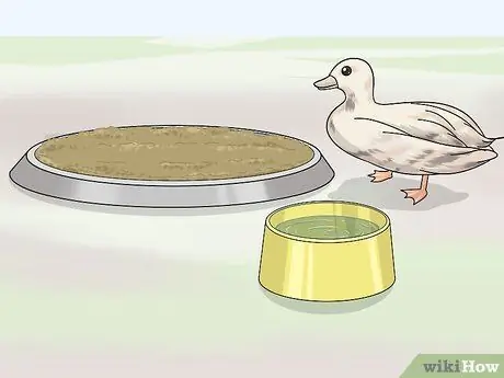 Поднять Call Ducks Шаг 8