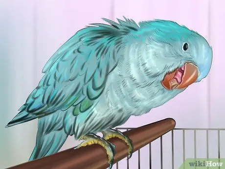 Позаботьтесь о попугае-квакере Шаг 2