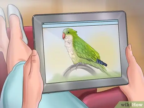 Позаботьтесь о попугае-квакере Шаг 3