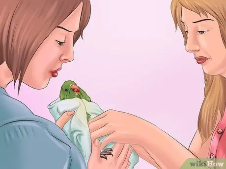 Позаботьтесь о попугае-квакере Шаг 8