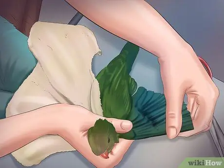 Позаботьтесь о попугае-квакере Шаг 9