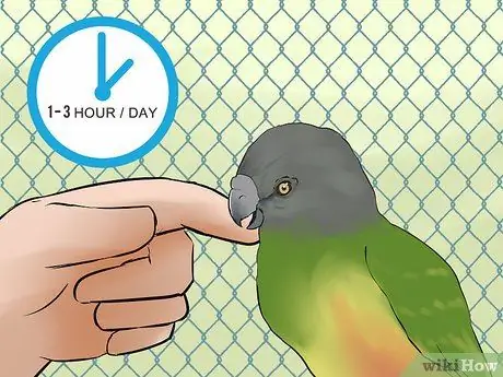 Уход за сенегальским попугаем Шаг 11