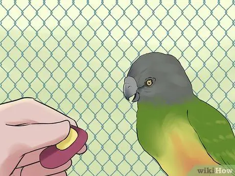 Уход за сенегальским попугаем Шаг 13