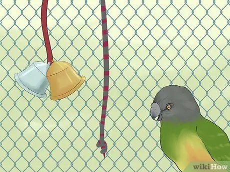 Уход за сенегальским попугаем Шаг 14