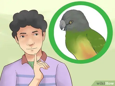 Уход за сенегальским попугаем Шаг 15