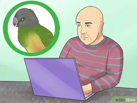 Уход за сенегальским попугаем Шаг 16